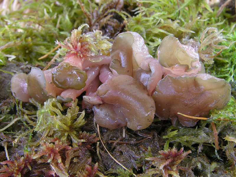 Ascocoryne turficola (Boud.) Korf